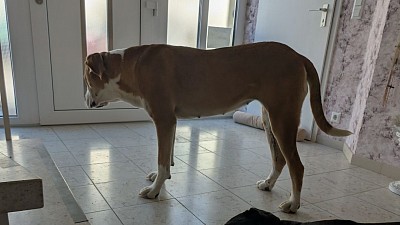 3 Wochen nach dem Decken!