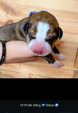 Chicco