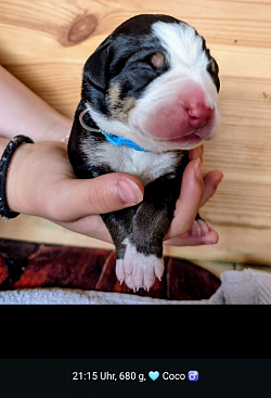 Coco