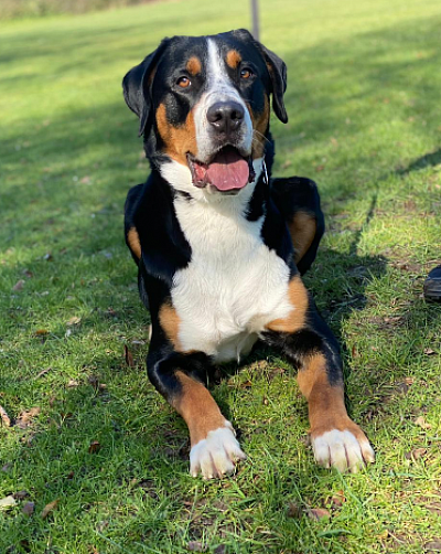 Ally vom Höchster Forst